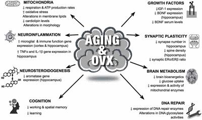Role of Estrogen and Other Sex Hormones in Brain Aging. Neuroprotection and DNA Repair